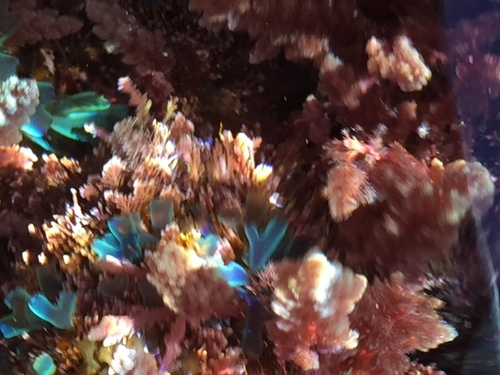 Asparagopsis taxiformis