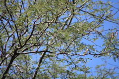 Vachellia constricta