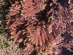 Ellisolandia elongata