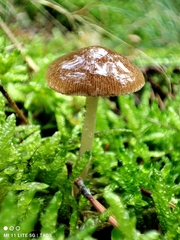 Bolbitius aleuriatus