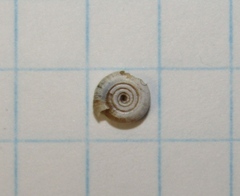 Bathyomphalus contortus