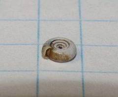 Bathyomphalus contortus