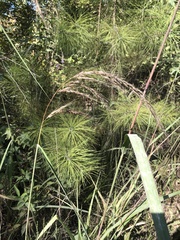 Sorghastrum elliottii