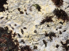Lecanora barkmaniana
