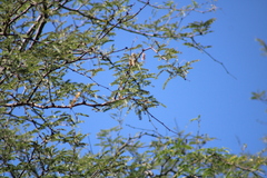 Vachellia constricta
