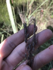 Sorghastrum elliottii