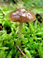 Bolbitius aleuriatus