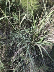 Sorghastrum elliottii
