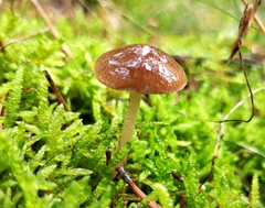 Bolbitius aleuriatus