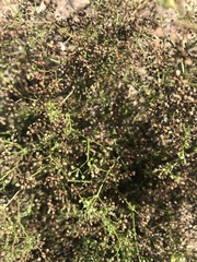 Cyclospermum leptophyllum