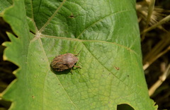 Eurygaster integriceps