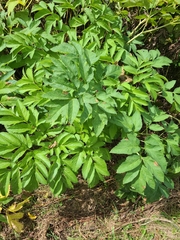 Angelica atropurpurea