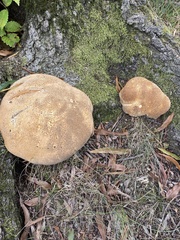 Pseudoinonotus