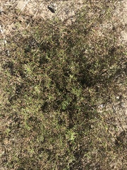 Cyclospermum leptophyllum