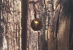 Neoxylocopa