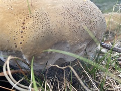 Pseudoinonotus