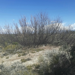 Prosopis flexuosa