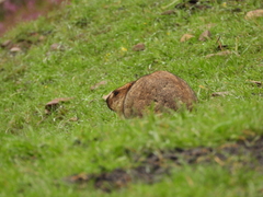 Marmota himalayana