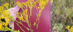 Solidago ohioensis