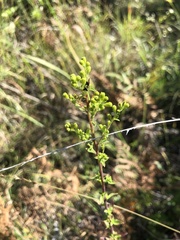 Solidago puberula pulverulenta