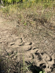 Sporobolus cryptandrus