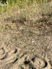 Sporobolus cryptandrus