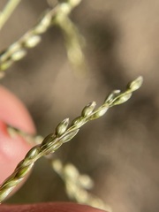 Sporobolus cryptandrus