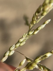 Sporobolus cryptandrus