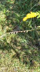 Bouteloua curtipendula