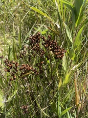 Ceanothus americanus