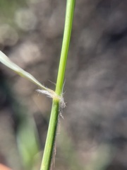 Sporobolus cryptandrus