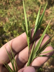 Dichanthelium angustifolium
