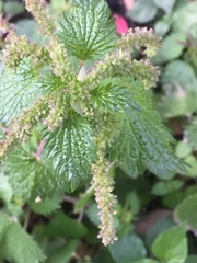 Urtica membranacea