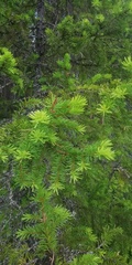 Picea abies
