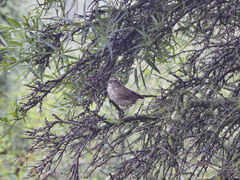 Carpodacus dubius