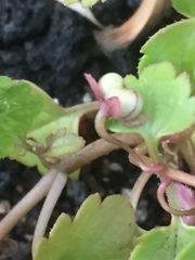 Veronica panormitana