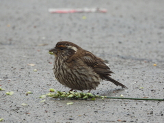 Carpodacus dubius