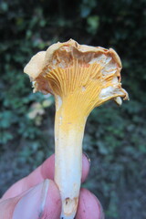 Cantharellus