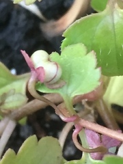 Veronica panormitana