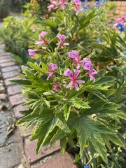 Pelargonium citronellum
