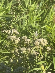Pycnanthemum