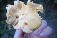 Cantharellus