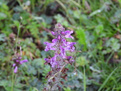 Pedicularis kansuensis