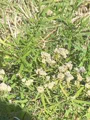 Pycnanthemum