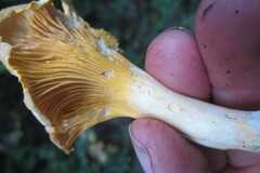 Cantharellus