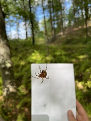 Araneus