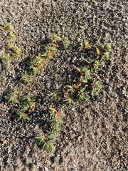 Euphorbia polygonifolia