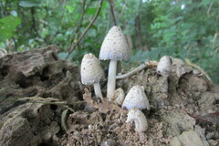 Coprinopsis