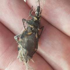 Triatoma infestans