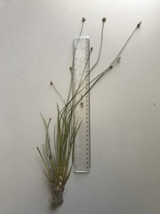 Xyris difformis